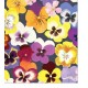 Pacote Com 20 Guardanapos De Papel 33x33cm Flower Shop
